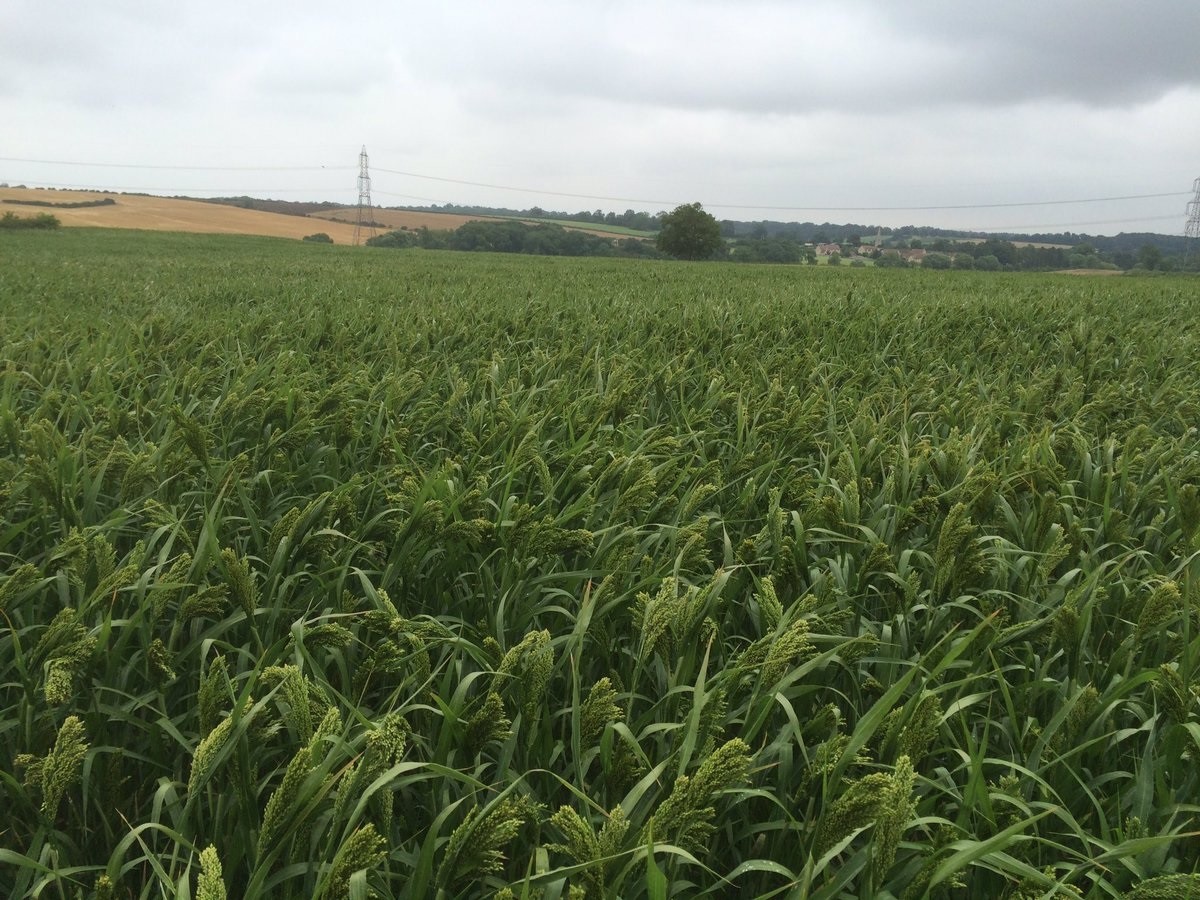 Premium Crops a division of Cefetra Ltd: Product image 1