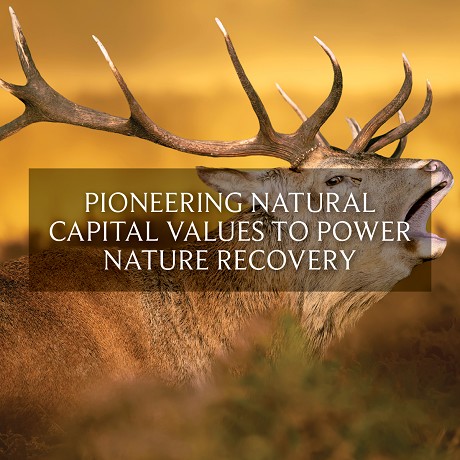 Real Wild Estates: Product image 2